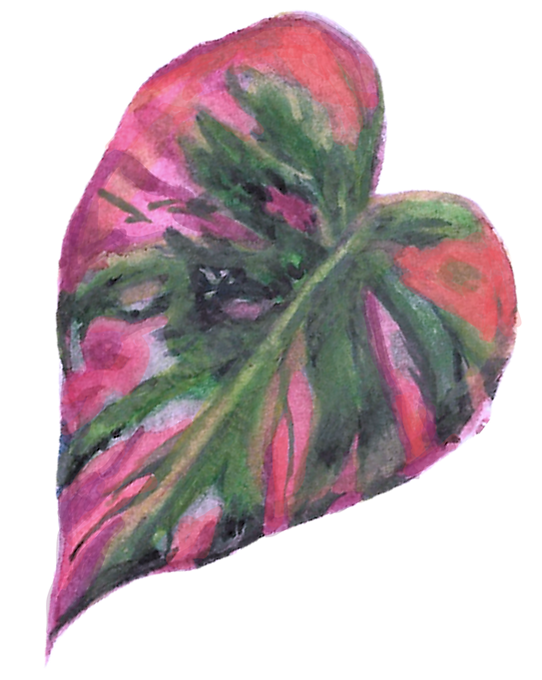 Somatic Experiencing certification