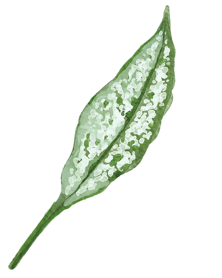 Internal Family Systems (IFS)